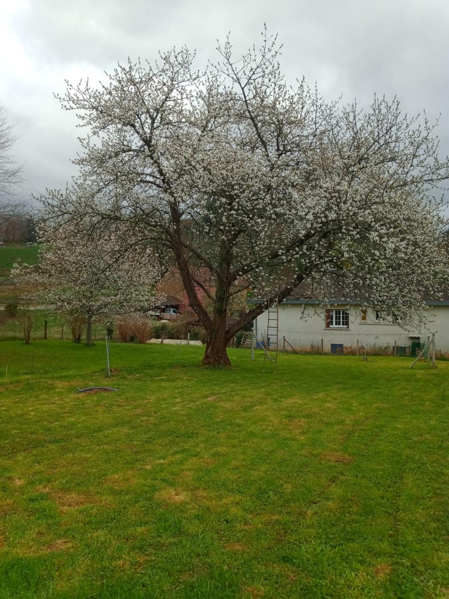 Cherry Blossom House Bujaleuf Esterno foto